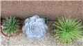 echeveria lilacina